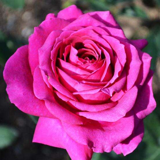 Основные особенности розы Big Purple
